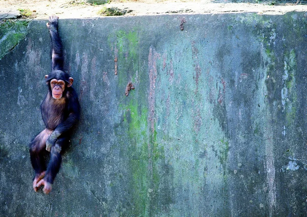 昼間は動物園で猿のクローズアップ — ストック写真