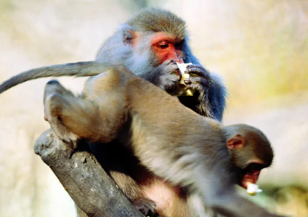 동물원에 원숭이들의 — 스톡 사진