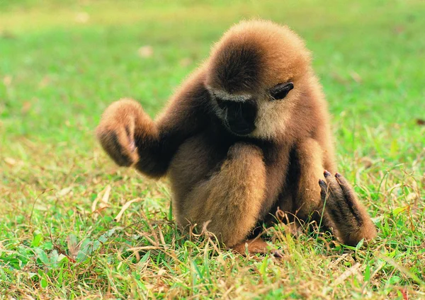 昼間は動物園で猿のクローズアップ — ストック写真
