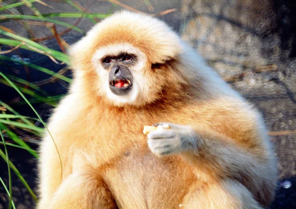 Fecho Macaco Zoológico Durante Dia — Fotografia de Stock
