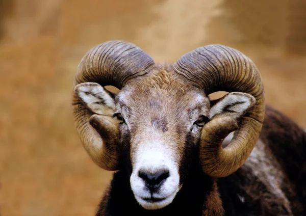 Κλείσιμο Του Mouflon Στο Ζωολογικό Κήπο Την Ημέρα — Φωτογραφία Αρχείου