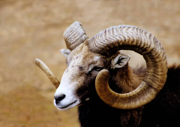 Closeup Mouflon Zoo Daytime — Stock Photo, Image