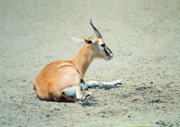 Κλείσιμο Του Blackbuck Στο Ζωολογικό Κήπο Την Ημέρα — Φωτογραφία Αρχείου