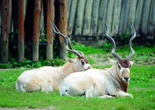 Κλείσιμο Του Blackbuck Στο Ζωολογικό Κήπο Την Ημέρα — Φωτογραφία Αρχείου