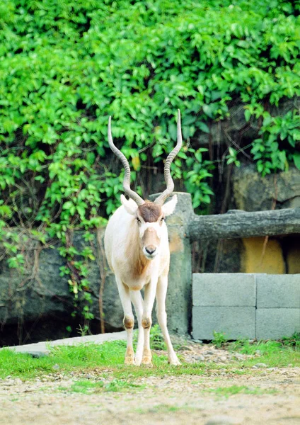 Κλείσιμο Του Blackbuck Στο Ζωολογικό Κήπο Την Ημέρα — Φωτογραφία Αρχείου