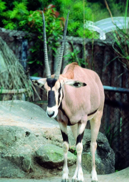 Κλείσιμο Του Oryx Στο Ζωολογικό Κήπο Την Ημέρα — Φωτογραφία Αρχείου