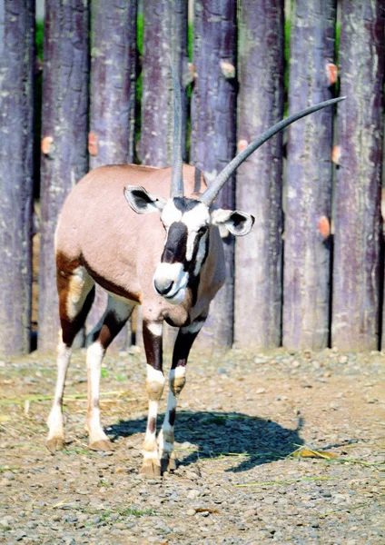 Gros Plan Oryx Dans Zoo Jour — Photo