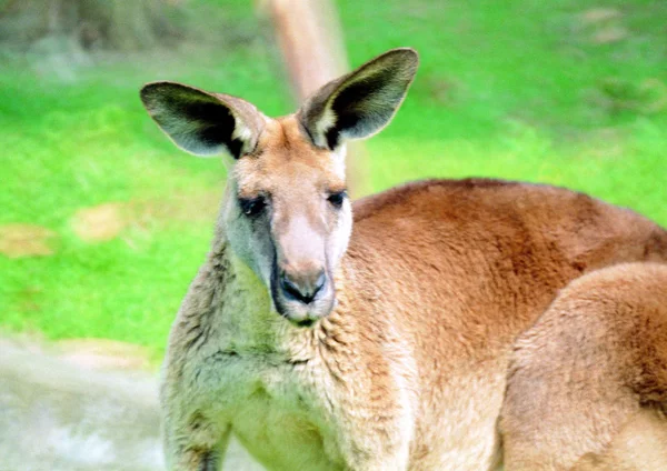 Sluiten Van Kangoeroe Dierentuin Overdag — Stockfoto