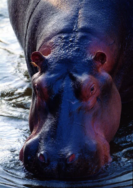 Primer Plano Del Hipopótamo Zoológico Durante Día —  Fotos de Stock