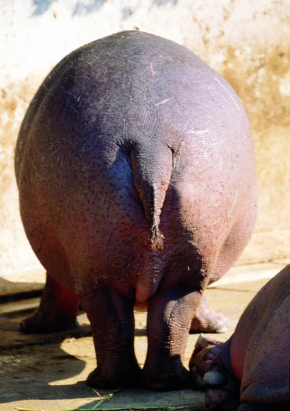 Fechar Hipopótamo Jardim Zoológico Durante Dia — Fotografia de Stock