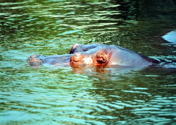 Gros Plan Hippopotame Dans Zoo Jour — Photo