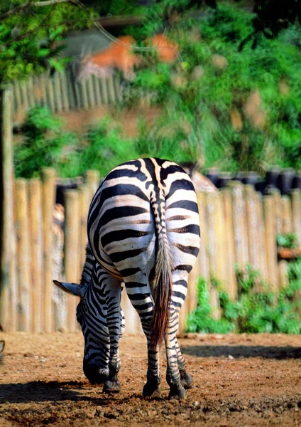 Närbild Zebra Zoo Dagtid — Stockfoto