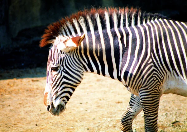 Närbild Zebra Zoo Dagtid — Stockfoto