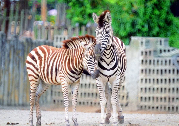 Närbild Zebra Zoo Dagtid — Stockfoto