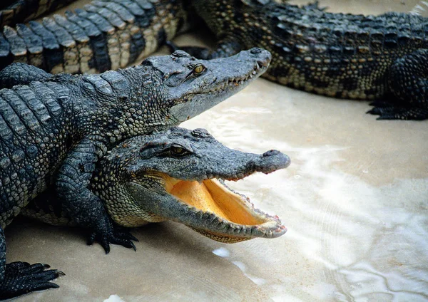 Closeup Crocodile Zoo Daytime — Stock Photo, Image