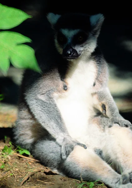 Primer Plano Del Lémur Zoológico Durante Día — Foto de Stock