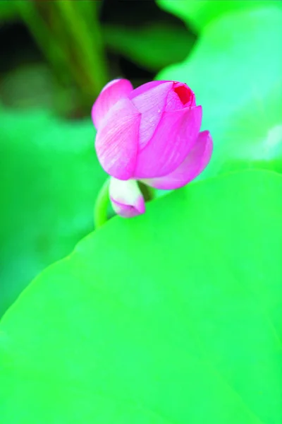 Closeup Beauty Blossoming Lotus Flower — Stock Photo, Image