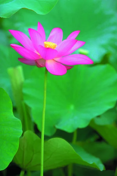 Primo Piano Della Bellezza Fiore Loto Fiore — Foto Stock