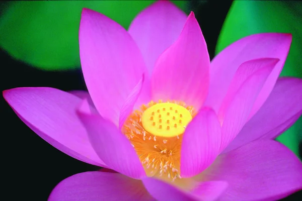 美しさの花蓮の花の閉鎖 — ストック写真