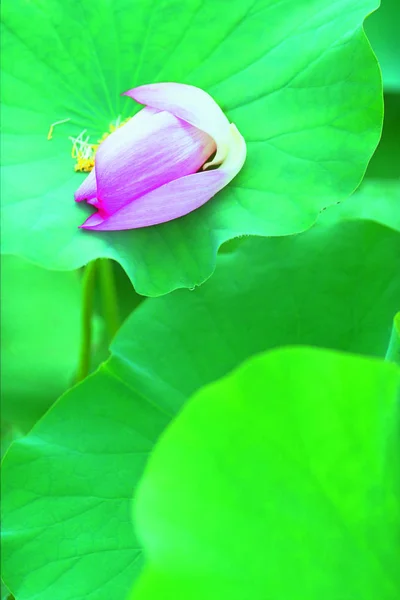 美しさの花蓮の花の閉鎖 — ストック写真