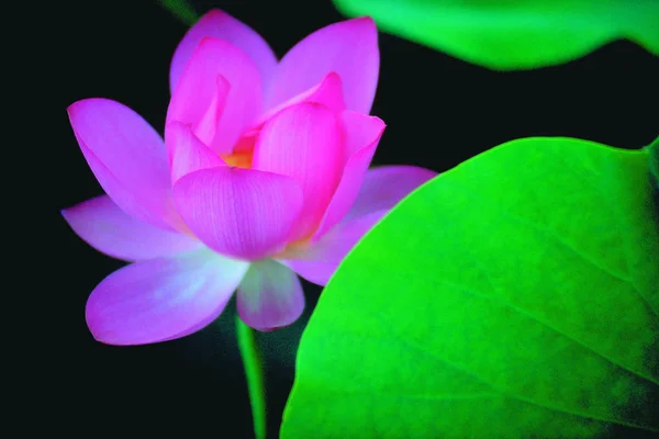 美しさの花蓮の花の閉鎖 — ストック写真