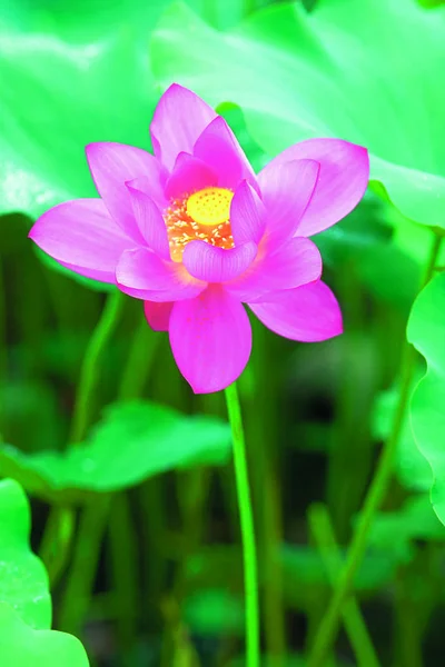 美しさの花蓮の花の閉鎖 — ストック写真