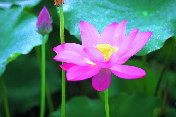 Närbild Skönhet Blommande Lotus Blomma — Stockfoto