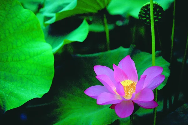 Primo Piano Della Bellezza Fiore Loto Fiore — Foto Stock