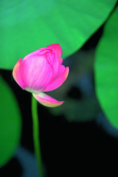 Närbild Skönhet Blommande Lotus Blomma — Stockfoto