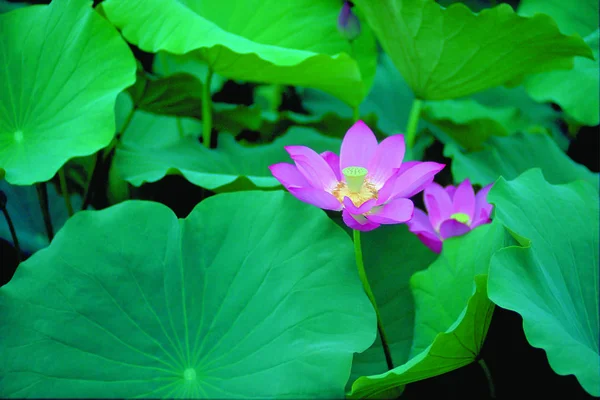 Zbliżenie Piękno Kwitnący Kwiat Lotosu — Zdjęcie stockowe