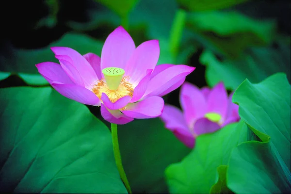 Närbild Skönhet Blommande Lotus Blomma — Stockfoto