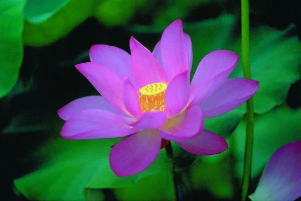 Gros Plan Fleur Lotus Fleur Beauté — Photo