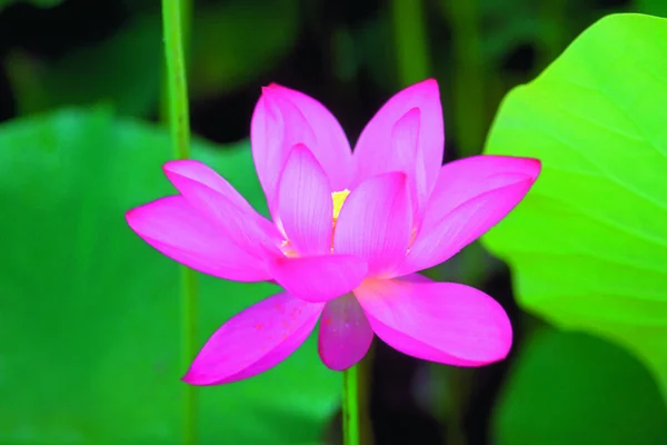 美しさの花の開花の閉鎖 — ストック写真