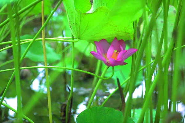 Close Van Schoonheid Bloeiende Lotus Bloem — Stockfoto