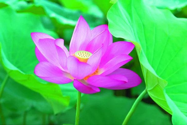 Closeup Beauty Blossoming Lotus Flower — Stock Photo, Image