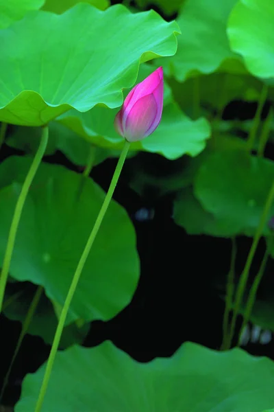 Primo Piano Della Bellezza Fiore Loto Fiore — Foto Stock