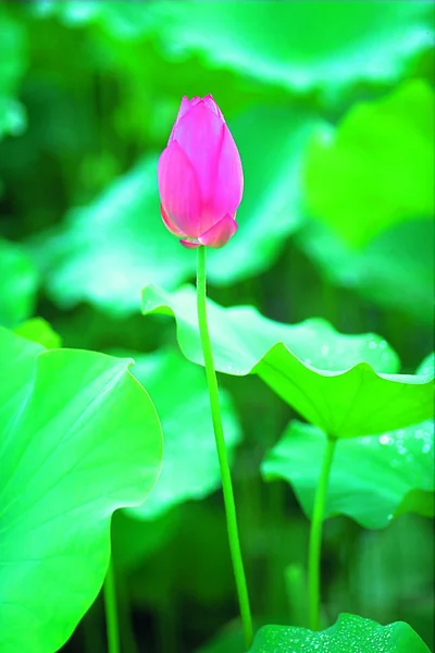 美しさの花蓮の花の閉鎖 — ストック写真