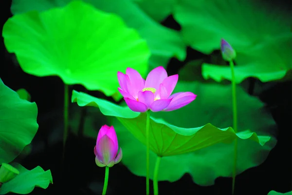 美しさの花蓮の花の閉鎖 — ストック写真