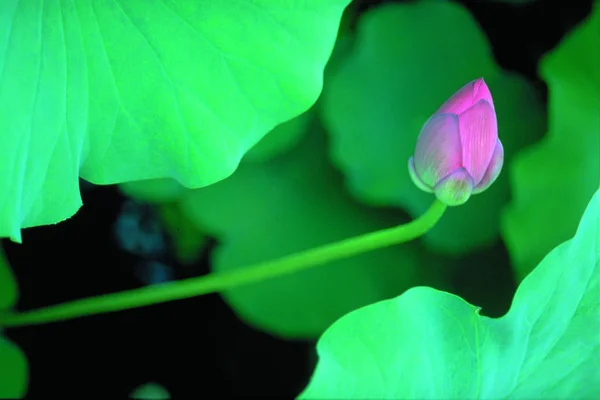 美しさの花蓮の花の閉鎖 — ストック写真