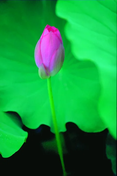 Closeup Beauty Blossoming Lotus Flower — Stock Photo, Image