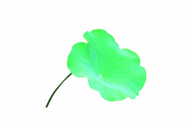 Detailní Záběr Krásu Kvetoucí Lotosový Květ — Stock fotografie