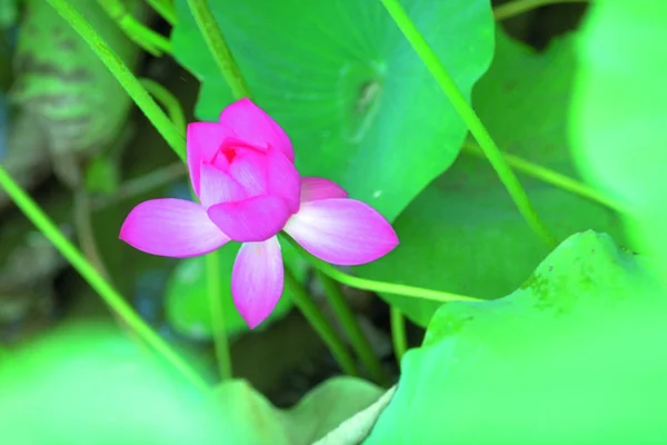 Primo Piano Della Bellezza Fiore Loto Fiore — Foto Stock