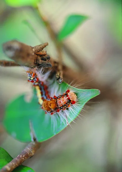 애벌레의 클로즈업 — 스톡 사진