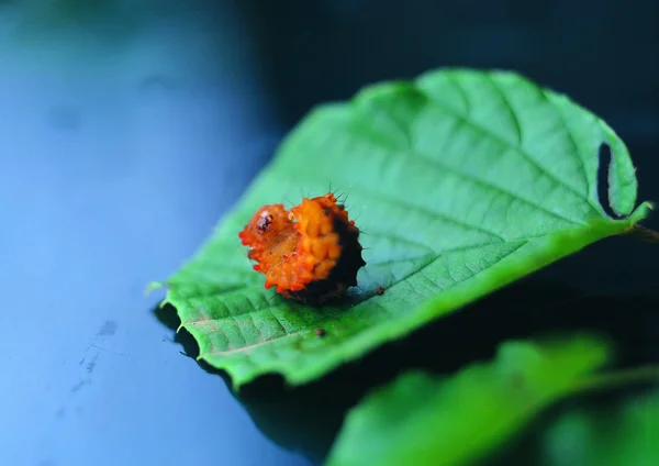 Närbild Caterpillar — Stockfoto