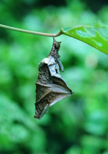 Kelebek Görünümü Kapa — Stok fotoğraf