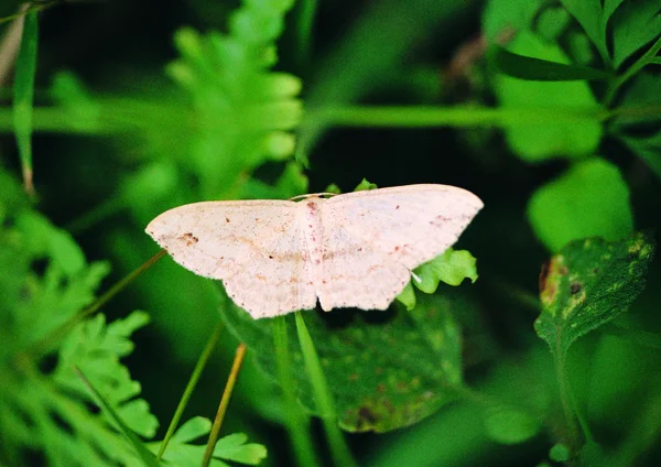 Vista Perto Butterfly — Fotografia de Stock