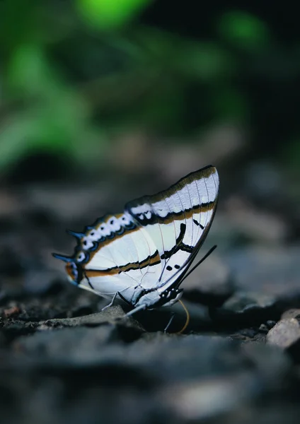 Kelebek Görünümü Kapa — Stok fotoğraf