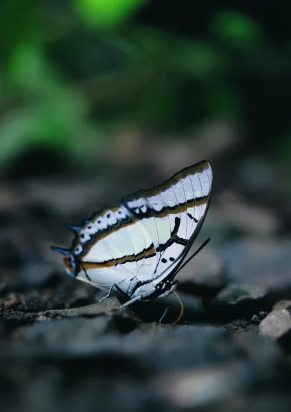 Vue Rapprochée Papillon — Photo