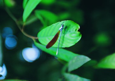 yusufçuk yakın görünümü