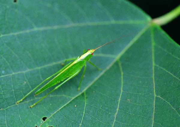 메뚜기 클로즈업 — 스톡 사진